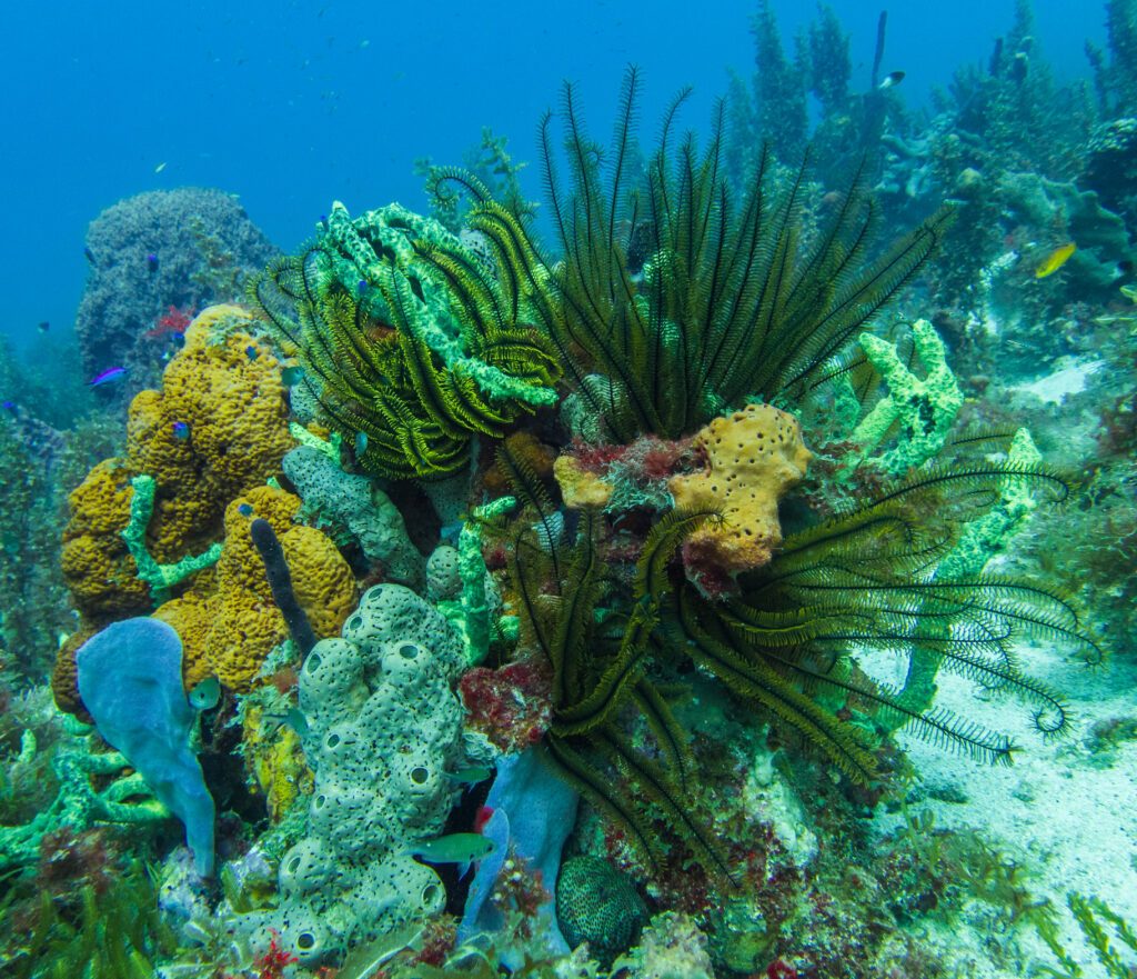 arrecife de coral en Martinica