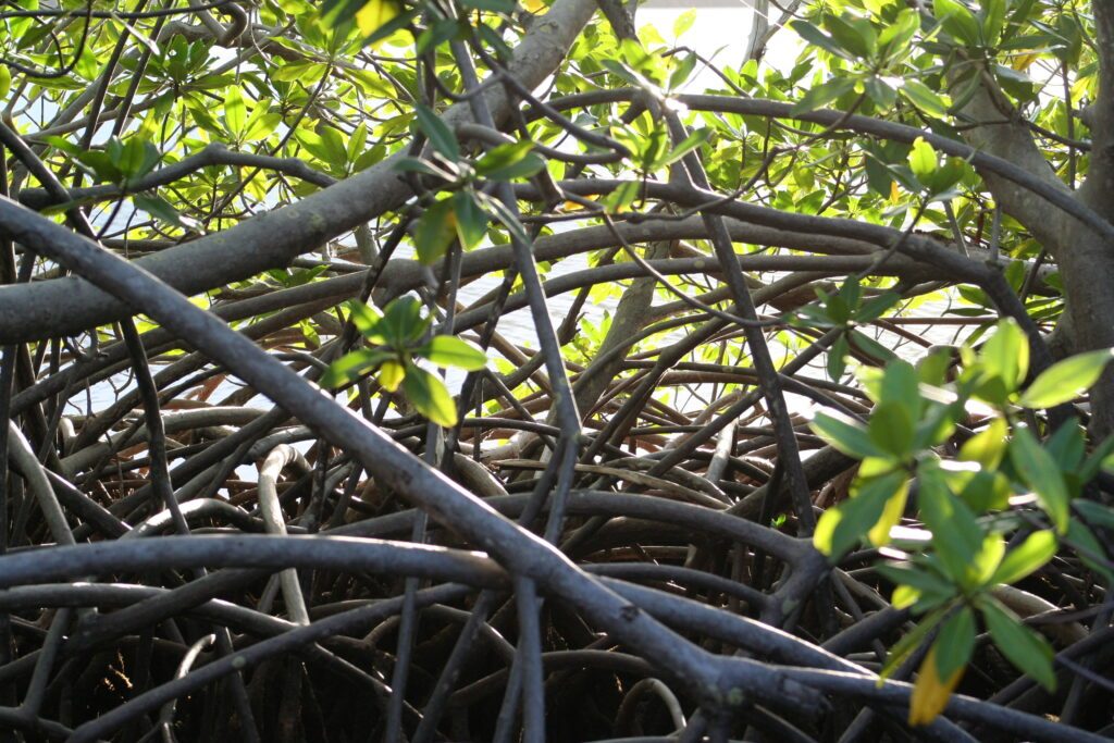Mangrove en Martinique