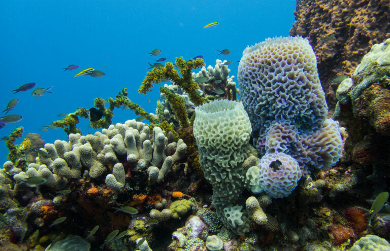 Discovering the marine ecosystems of Martinique