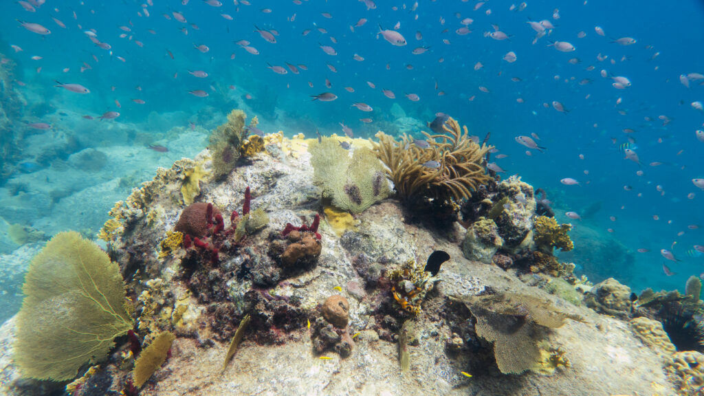 Corales con peces en Martinica