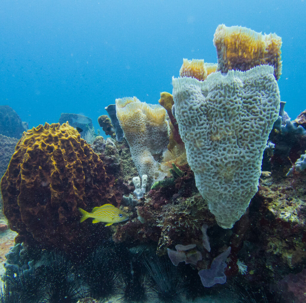 Un récif corallien